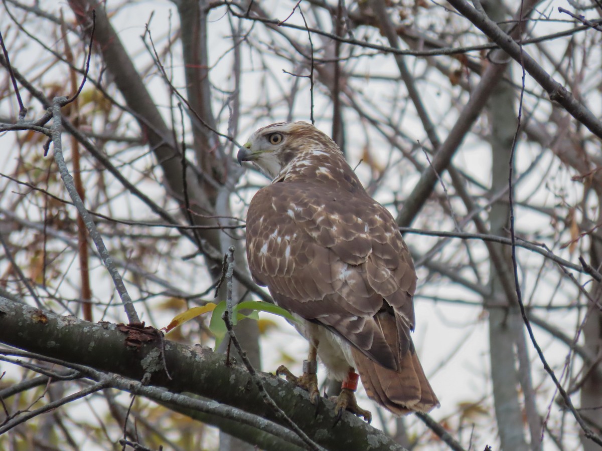 Red-tailed Hawk - ML615912647