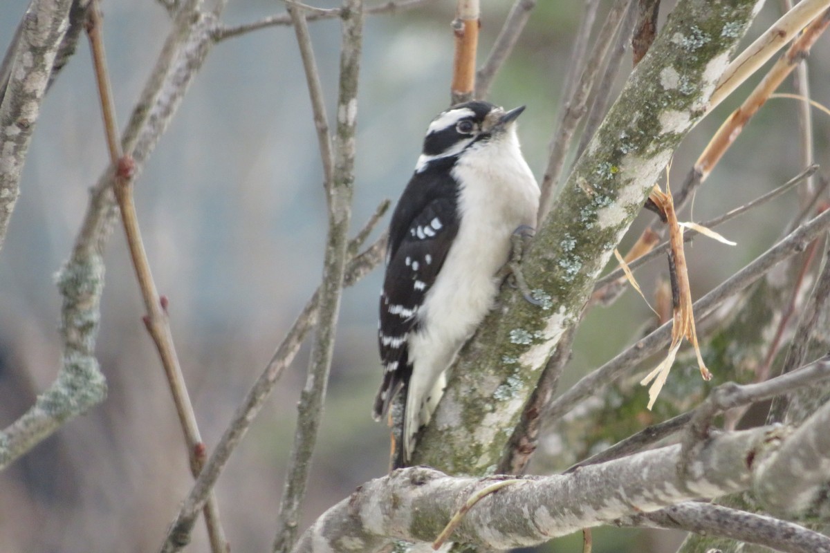Downy Woodpecker - ML615912659