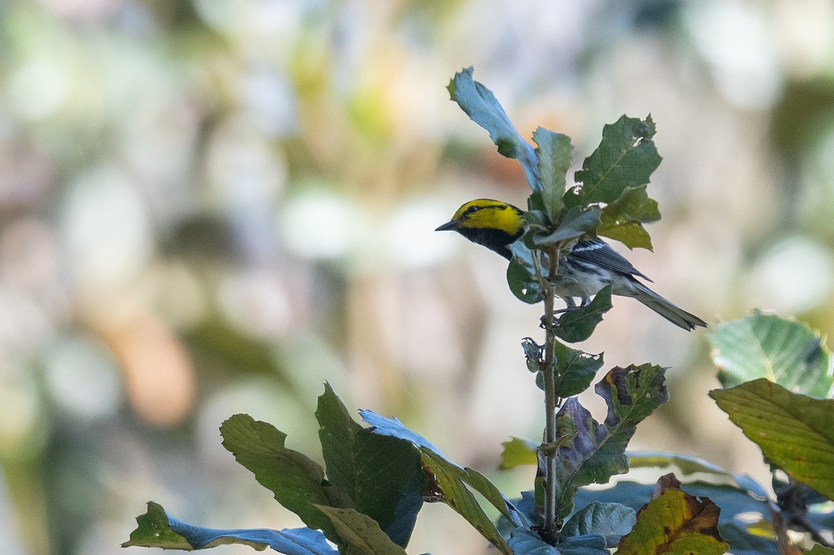 Golden-cheeked Warbler - ML615912695