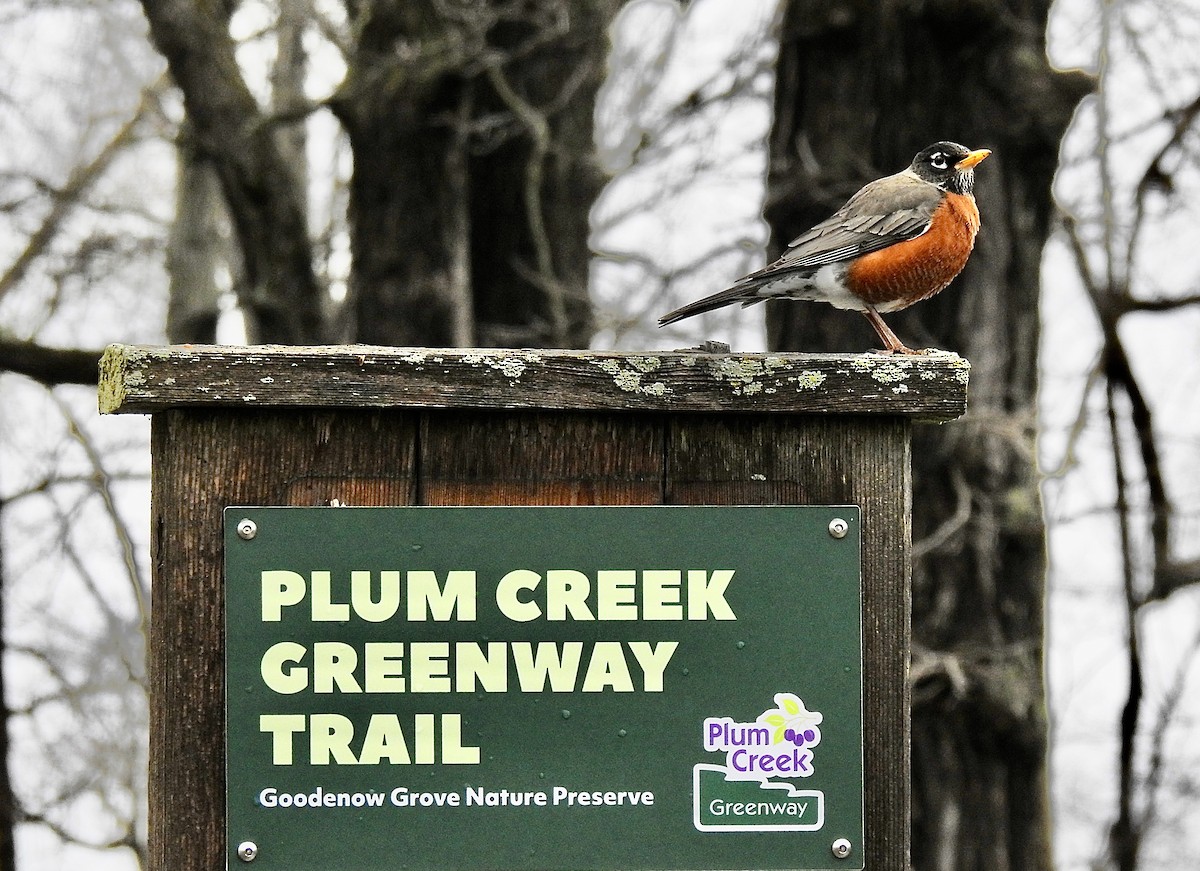 American Robin - ML615912745