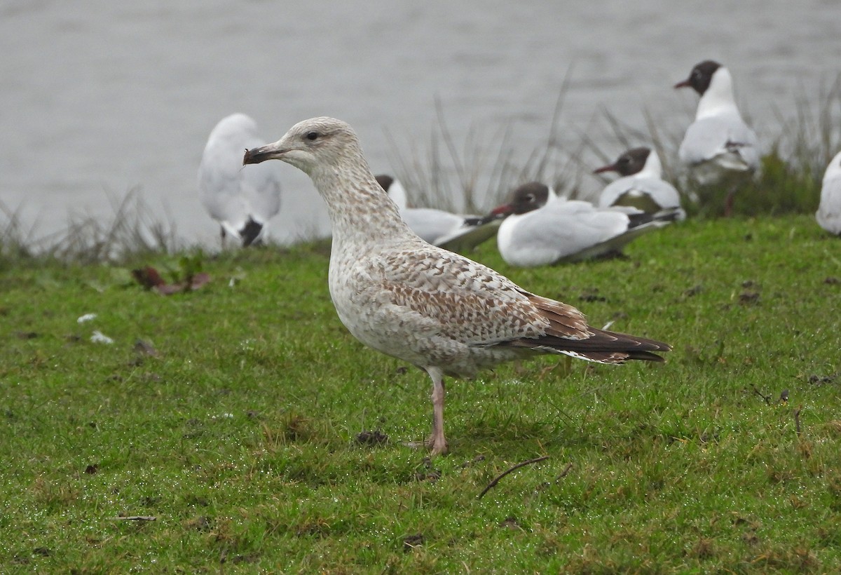 セグロカモメ（argentatus／argenteus） - ML615912840