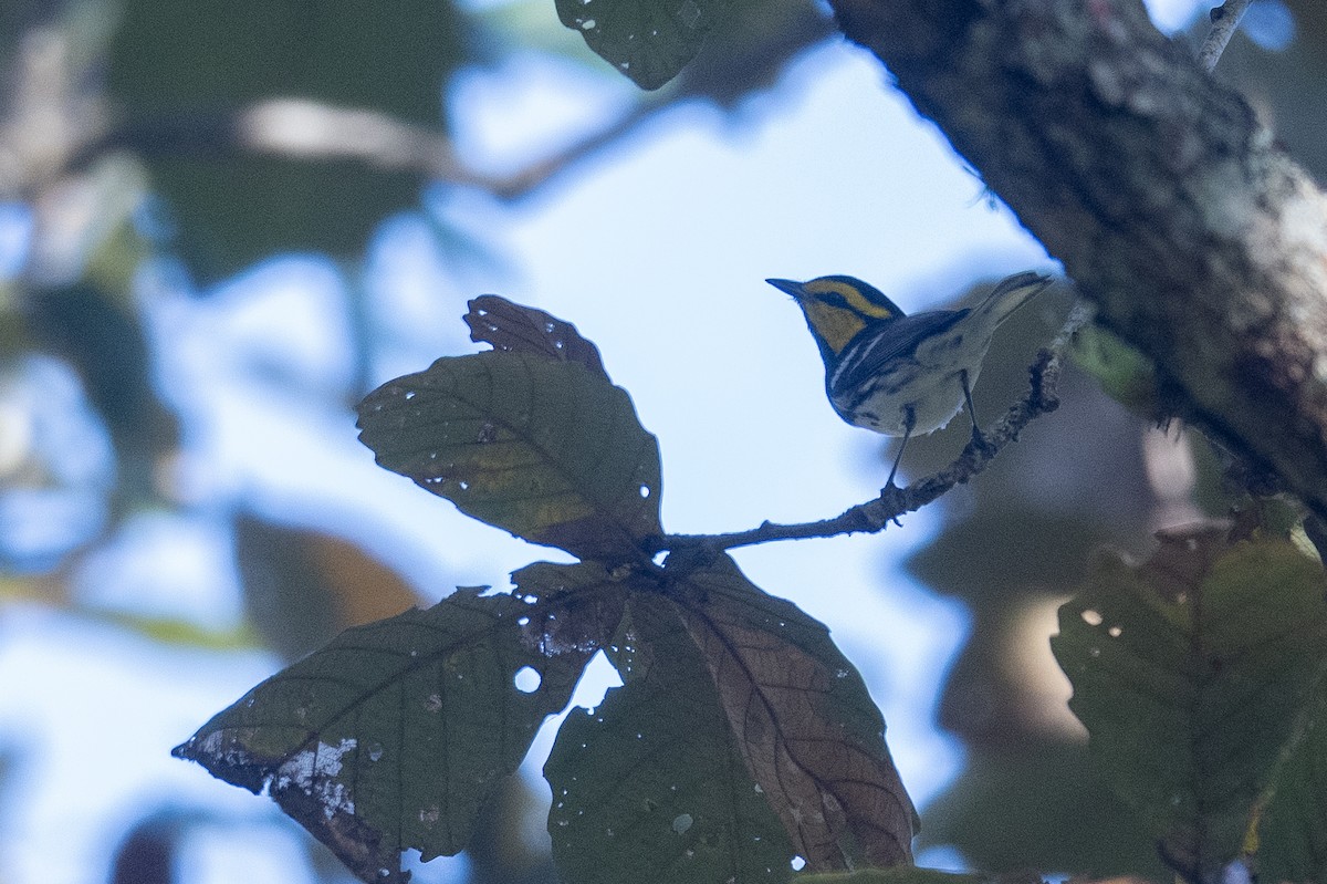 Golden-cheeked Warbler - ML615912844