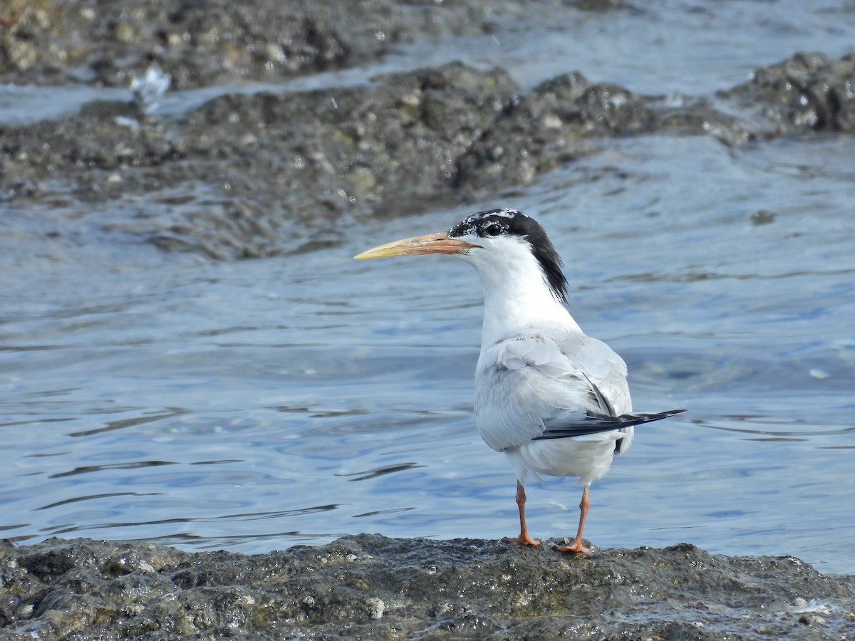 Sandwich Tern (Cayenne) - ML615912889