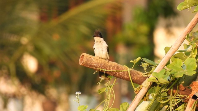 Pied Cuckoo - ML615912928