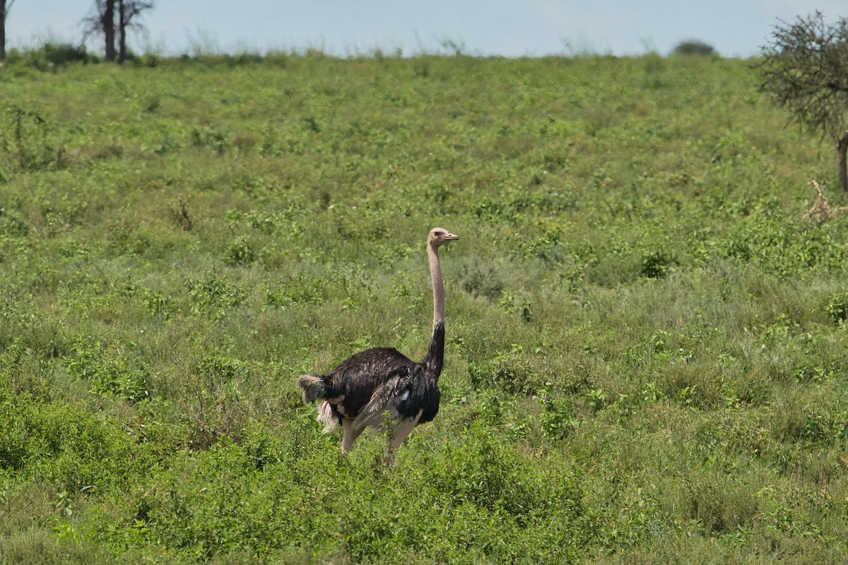 Common Ostrich - Nicola Marchioli