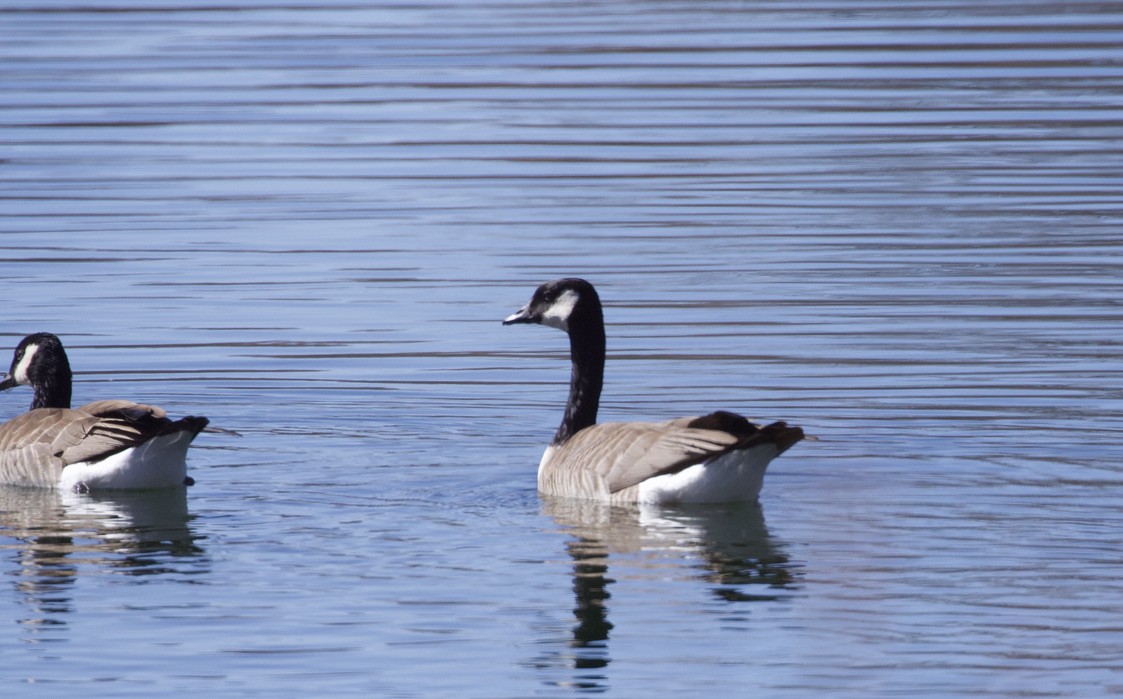 Cackling Goose - ML615912963