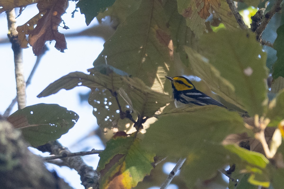 Golden-cheeked Warbler - ML615912985