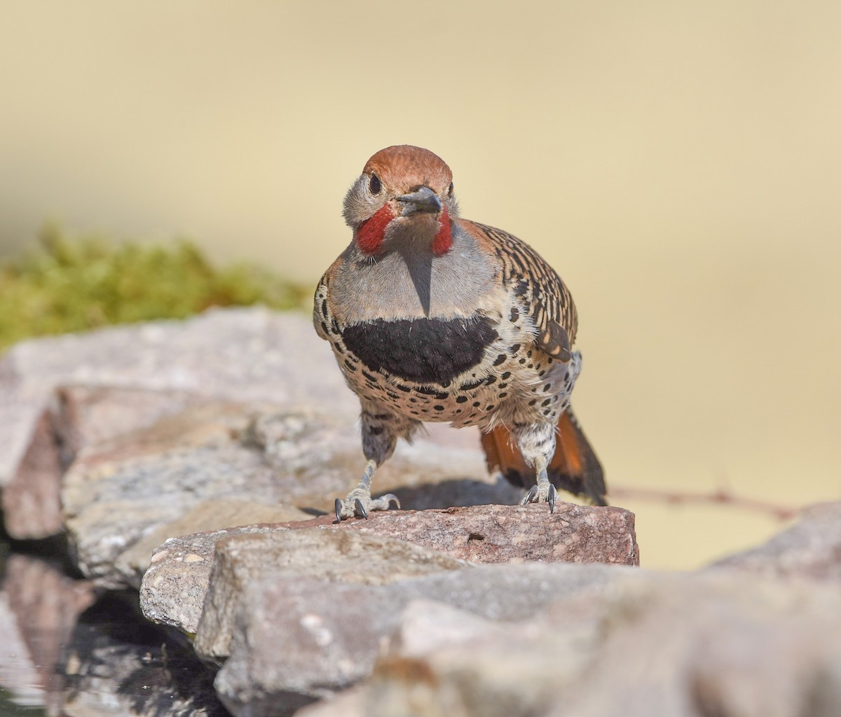 Northern Flicker (Guatemalan) - Esteban Matías (birding guide) Sierra de los Cuchumatanes Huehuetenango esteban.matias@hotmail.com                             +502 53810540