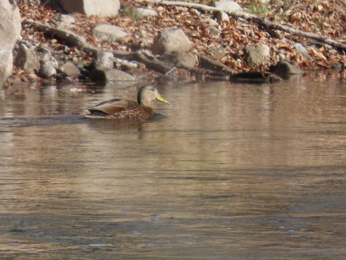 Mexican Duck - ML615913122