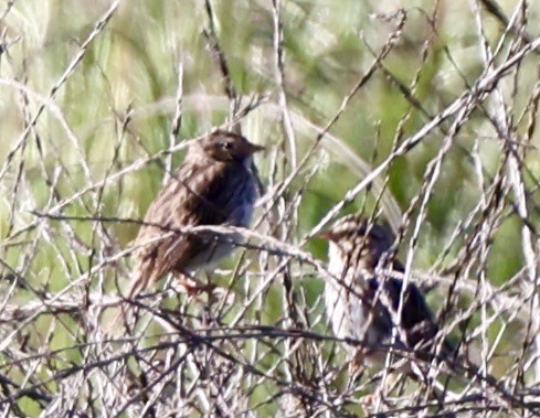 Savannah Sparrow - Carolyn Thiele