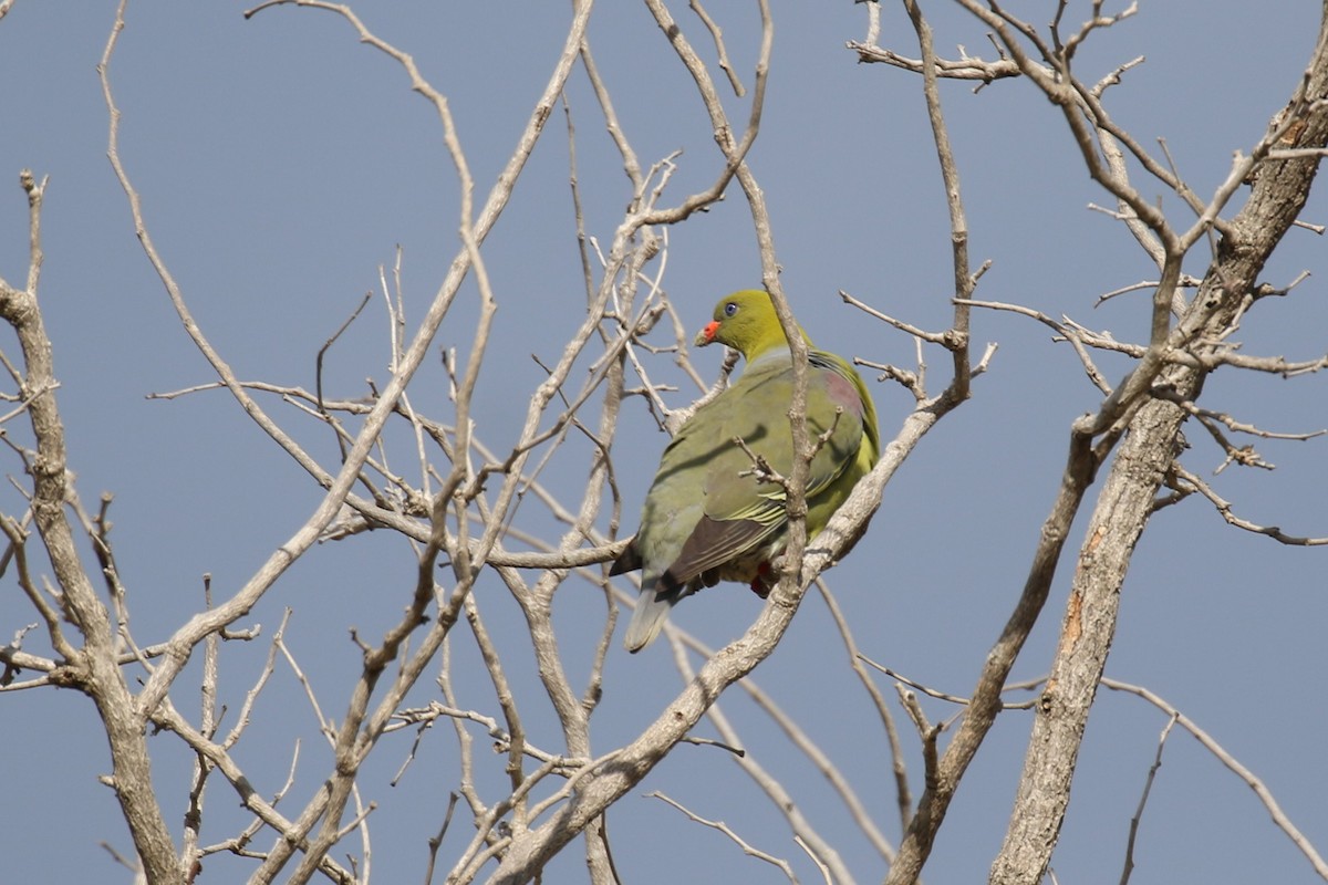 African Green-Pigeon - ML615913216