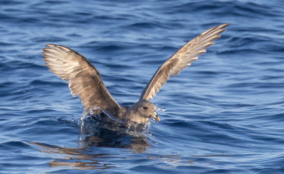 Northern Fulmar - ML615913274