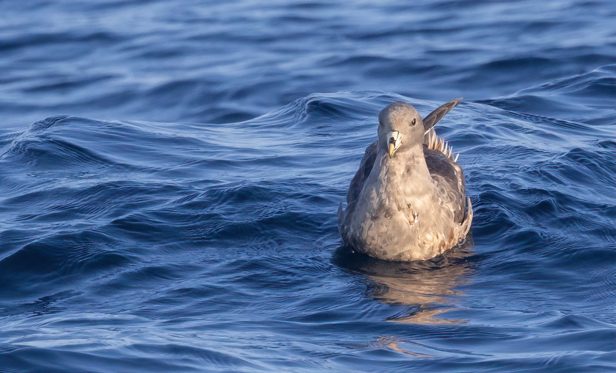 Northern Fulmar - ML615913282