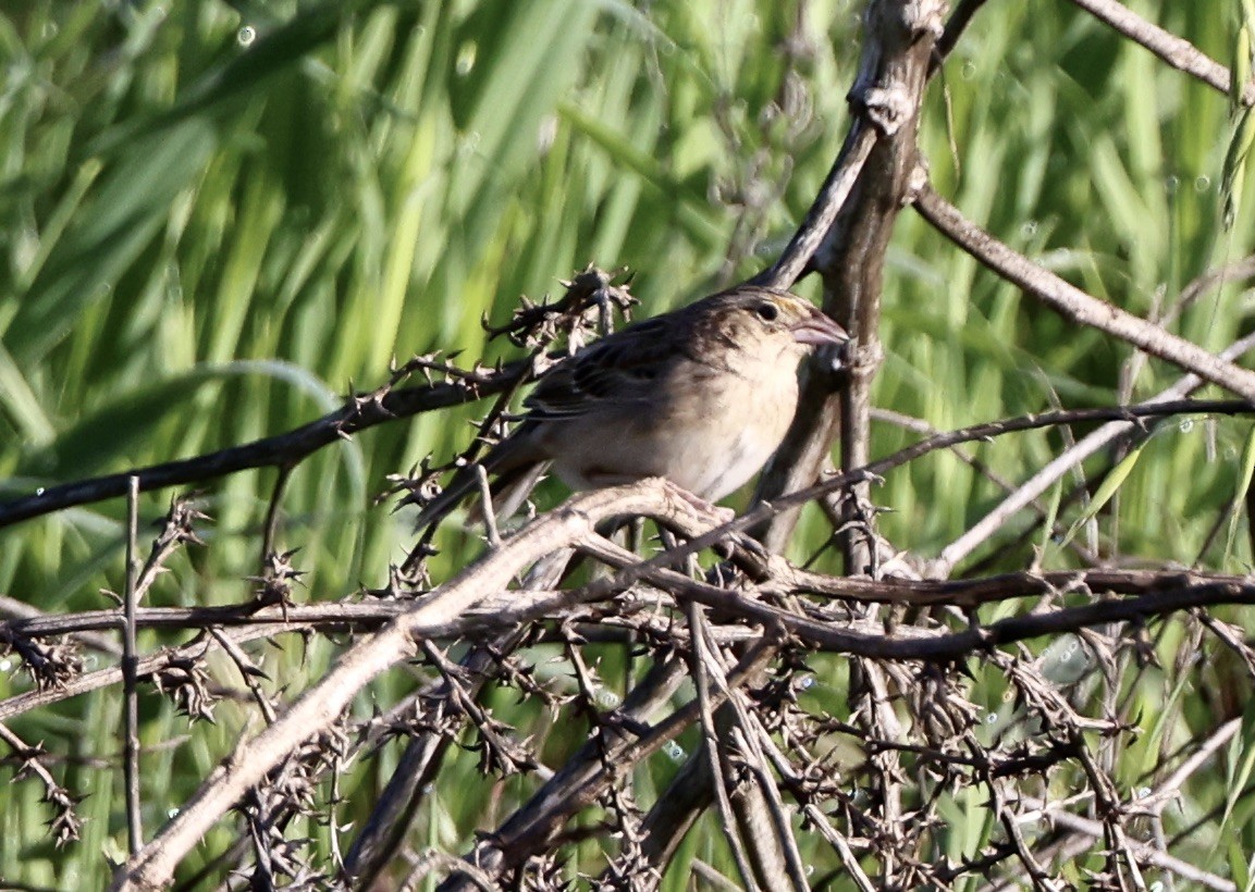 Grasshopper Sparrow - Carolyn Thiele