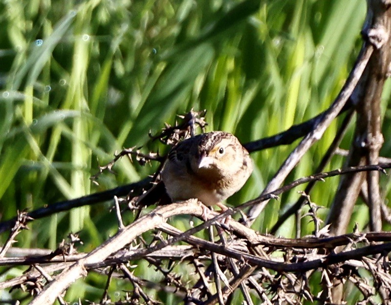 Grasshopper Sparrow - Carolyn Thiele