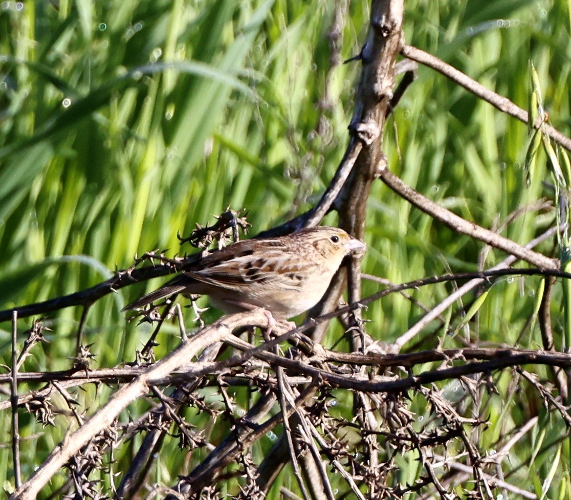 Grasshopper Sparrow - Carolyn Thiele