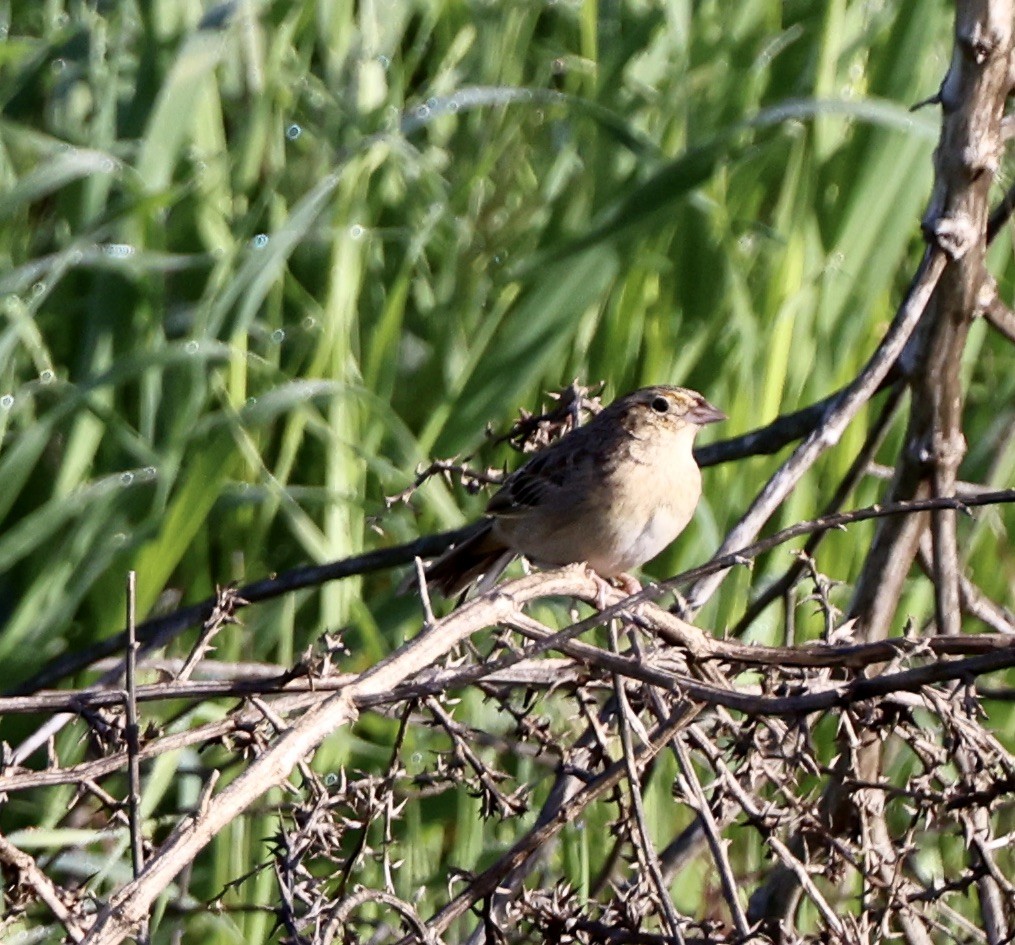 Grasshopper Sparrow - Carolyn Thiele