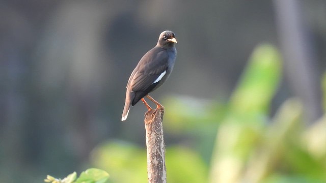 Jungle Myna - ML615913368