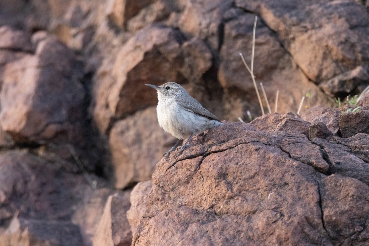 Rock Wren - Tim Ward