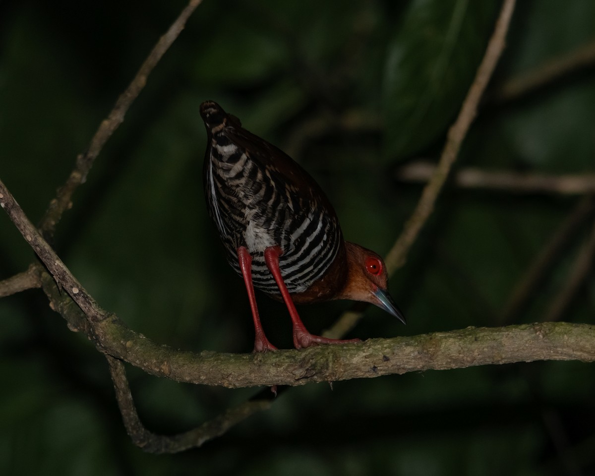 Red-legged Crake - Yan Ze Ng