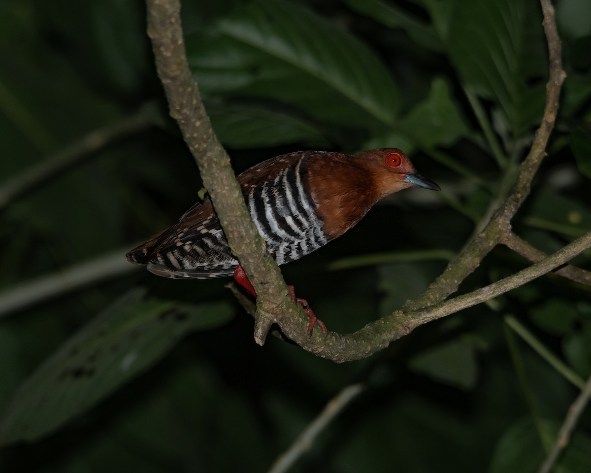 Red-legged Crake - Yan Ze Ng