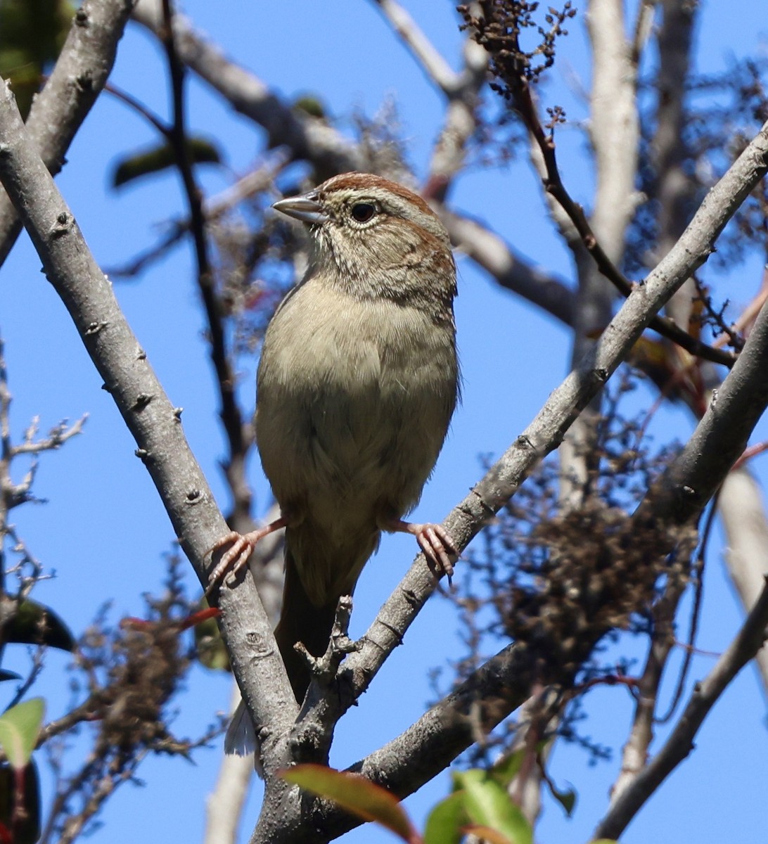 Rufous-crowned Sparrow - Carolyn Thiele