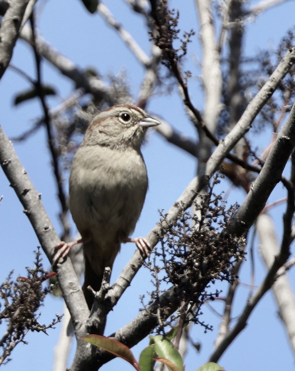 Rufous-crowned Sparrow - Carolyn Thiele