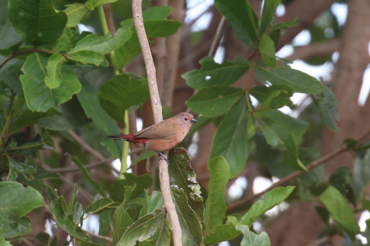 African Firefinch - Fikret Ataşalan