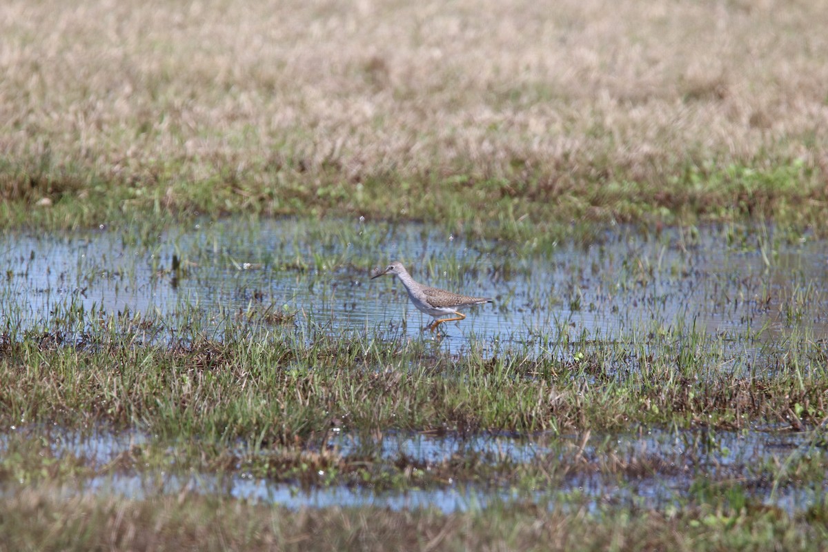 Lesser Yellowlegs - ML615913477