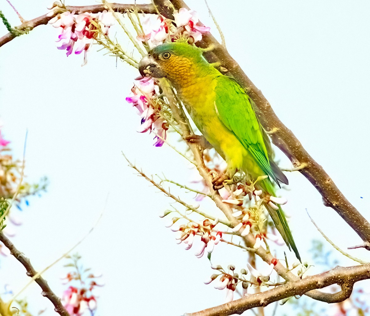 Brown-throated Parakeet (Brown-throated) - ML615913482