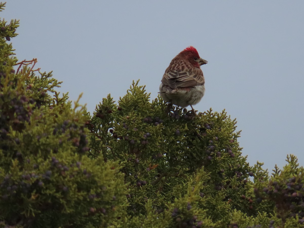 Cassin's Finch - Bill Eddleman