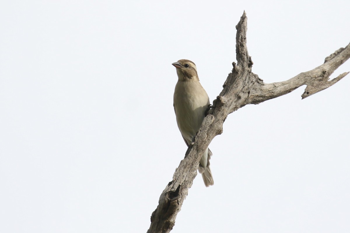 Yellow-throated Bush Sparrow - Fikret Ataşalan