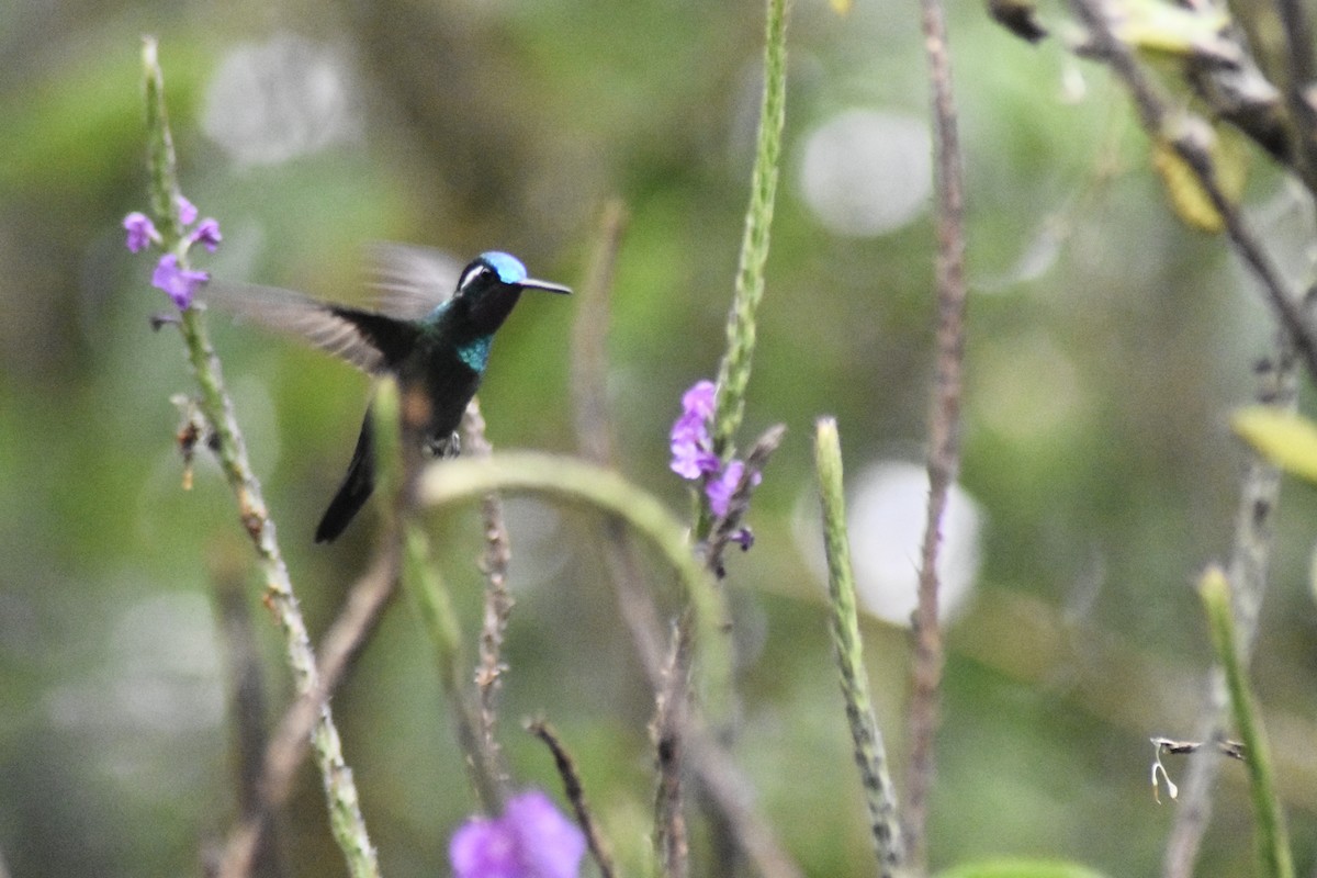kolibřík fialovohrdlý - ML615913531