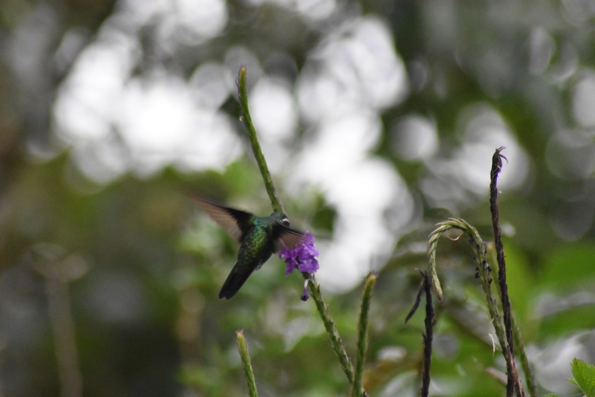 kolibřík fialovohrdlý - ML615913546