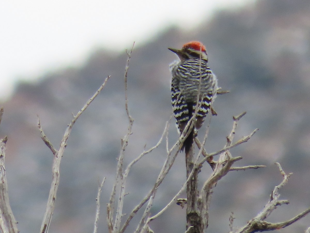 Ladder-backed Woodpecker - ML615913588