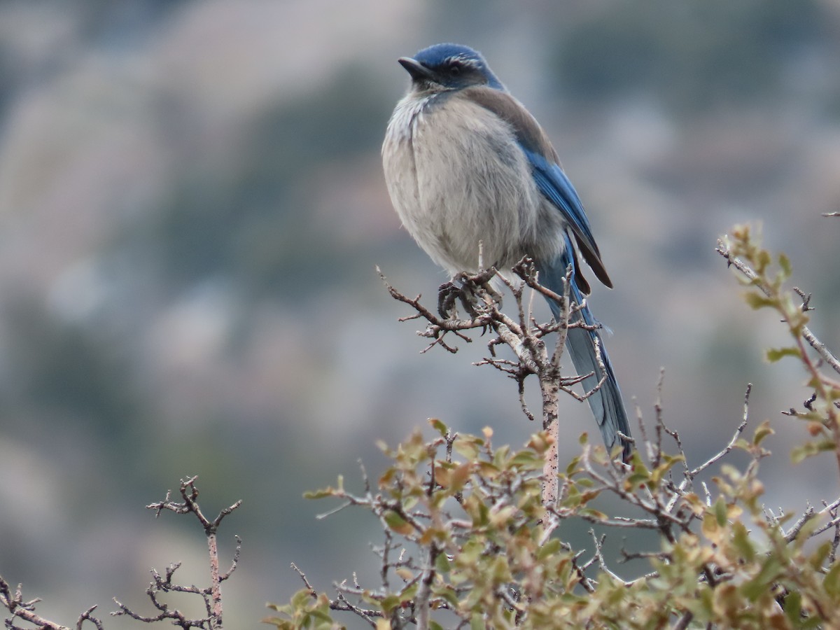 Woodhouse's Scrub-Jay - Bill Eddleman