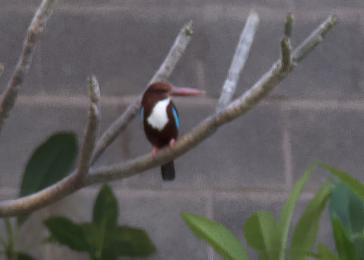 White-throated Kingfisher - Jim McCormick