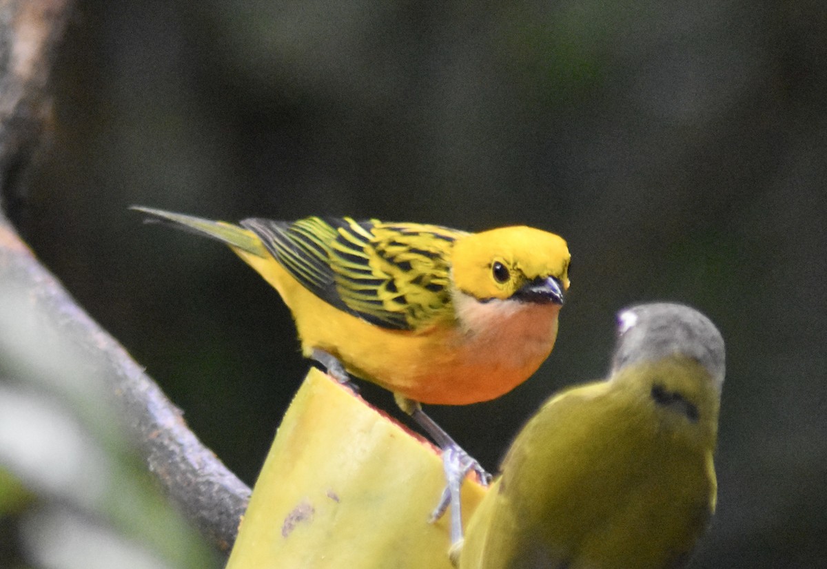 Silver-throated Tanager - Christy Holden