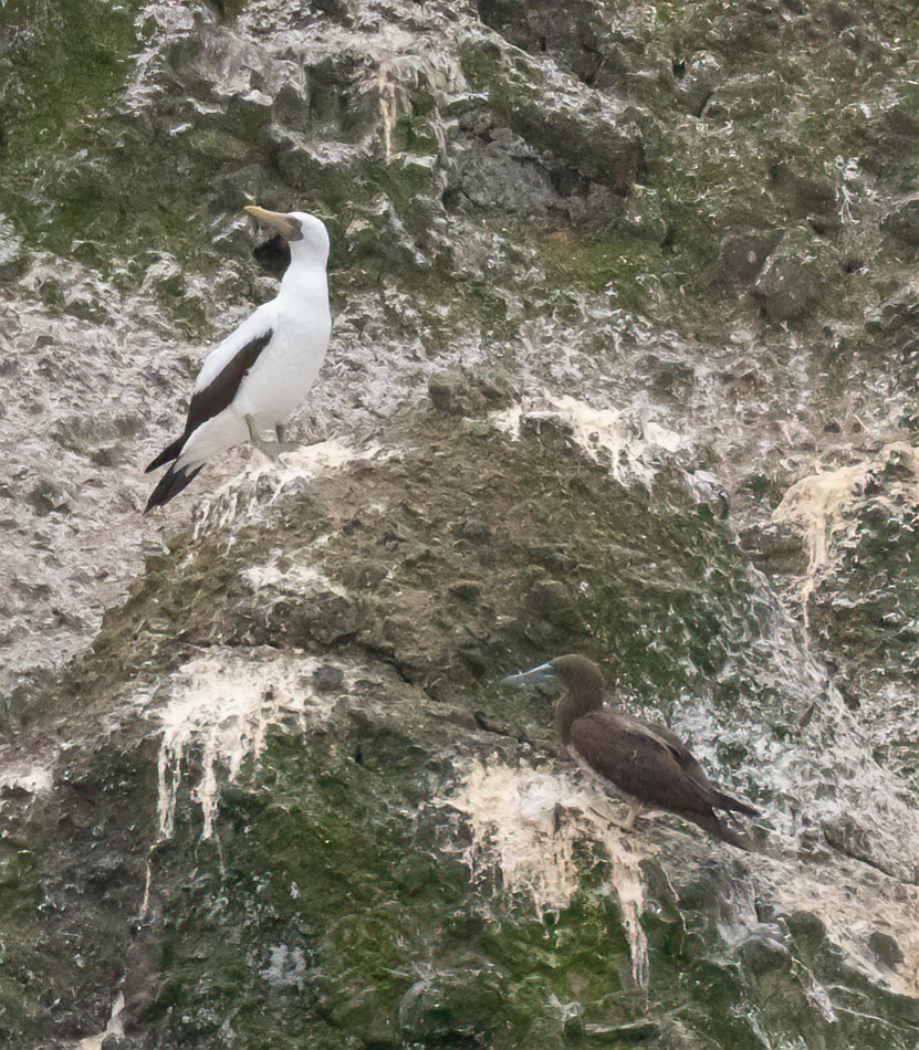 Nazca Booby - ML615913651