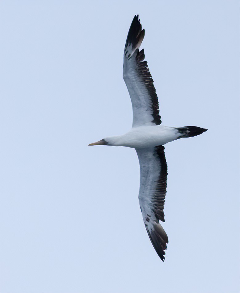 Nazca Booby - ML615913657