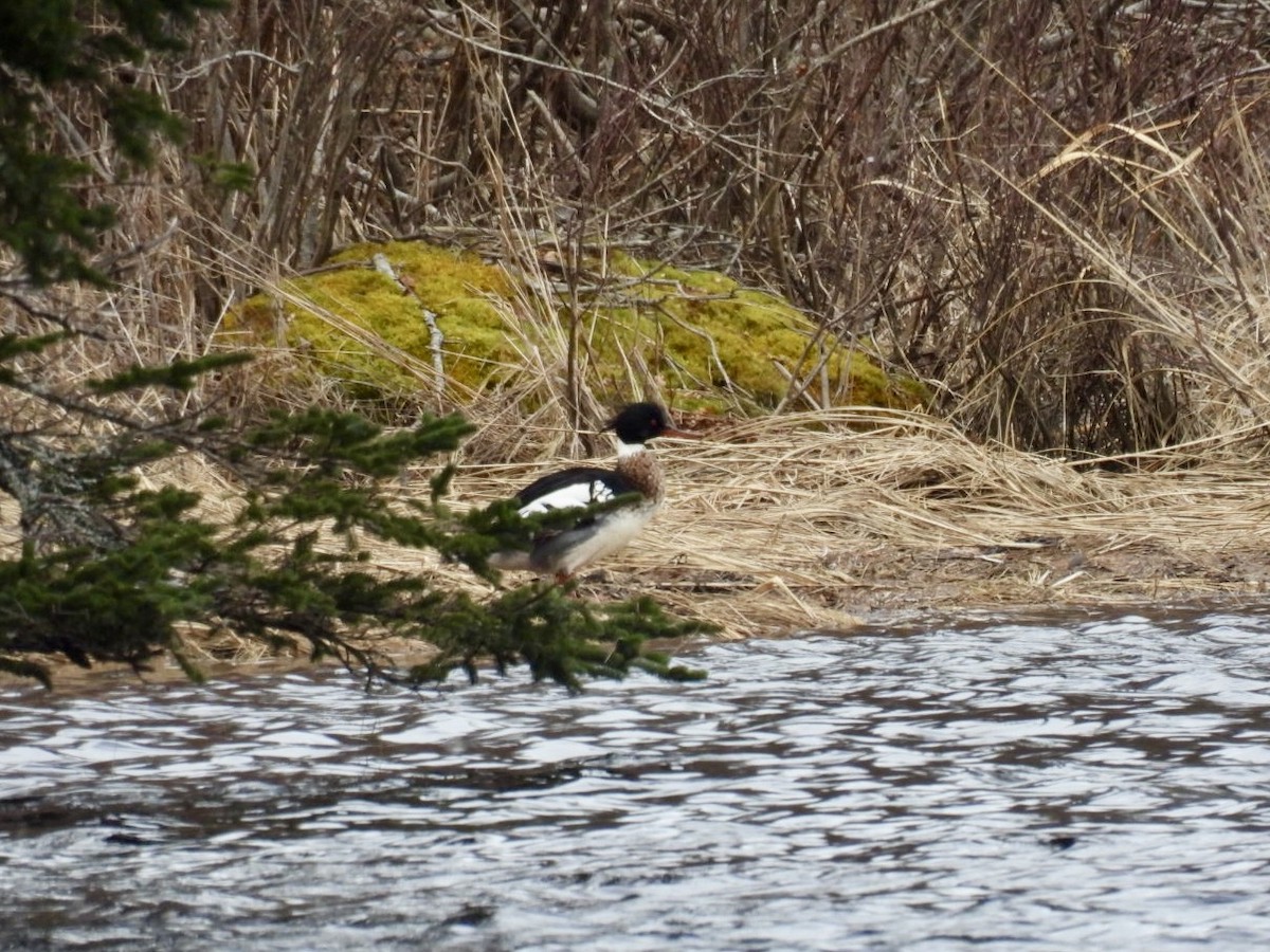 Red-breasted Merganser - ML615913660