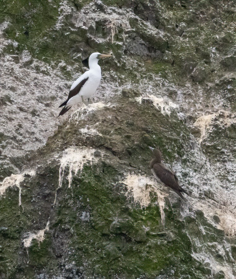 Nazca Booby - Jay Gilliam