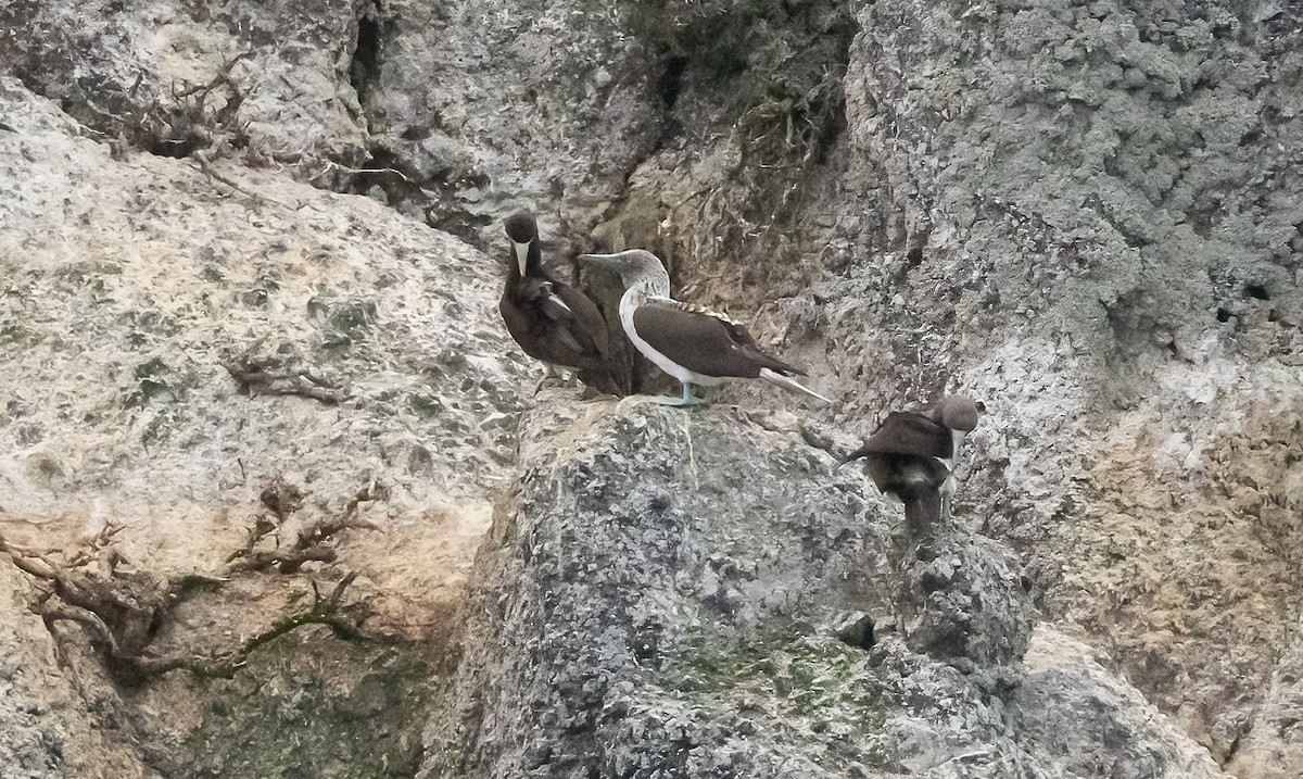 Blue-footed Booby - Jay Gilliam