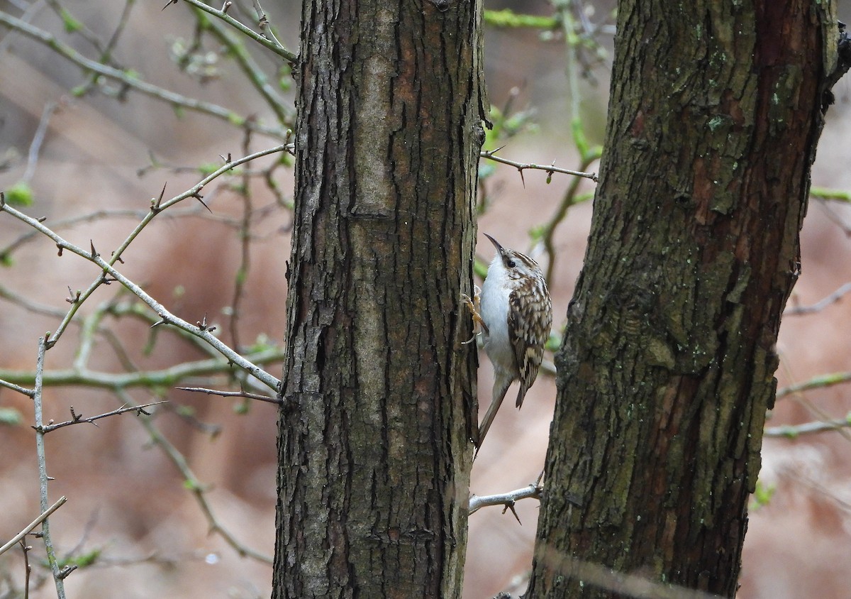 Eurasian Treecreeper - ML615913687