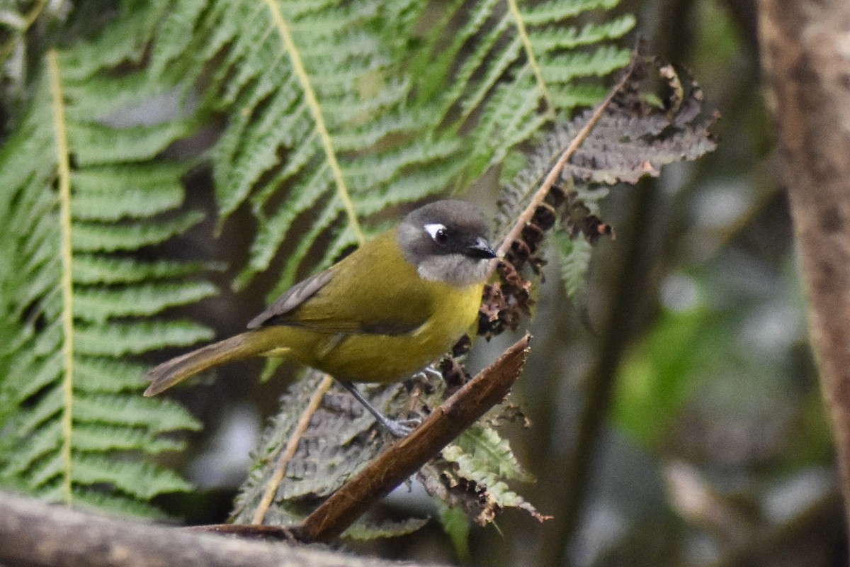 Common Chlorospingus - Christy Holden