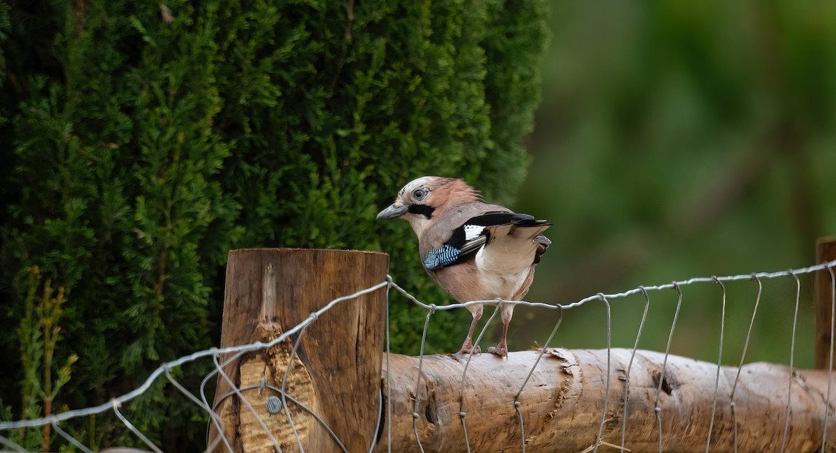 Eurasian Jay - ML615913769