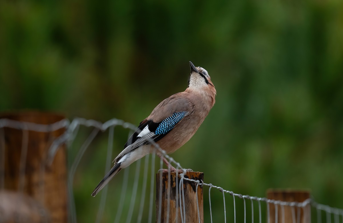 Eurasian Jay - ML615913774