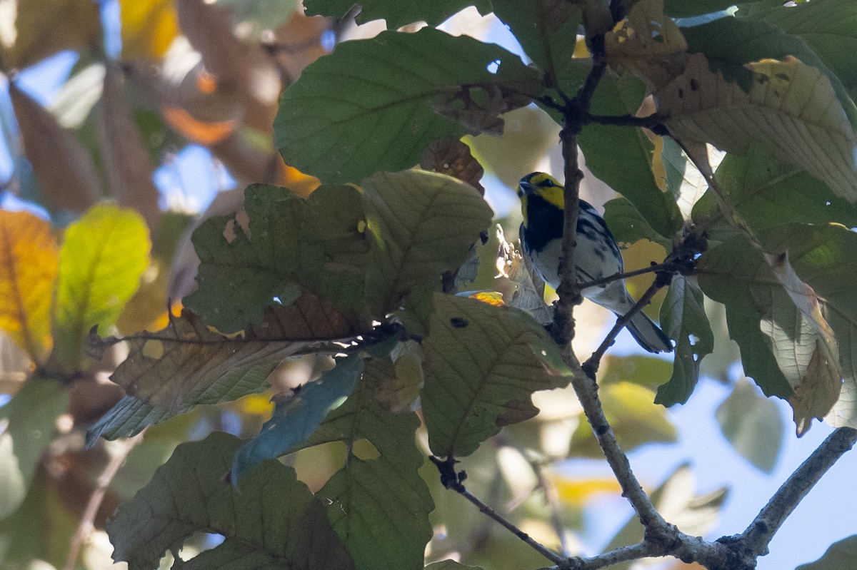 Golden-cheeked Warbler - ML615913785