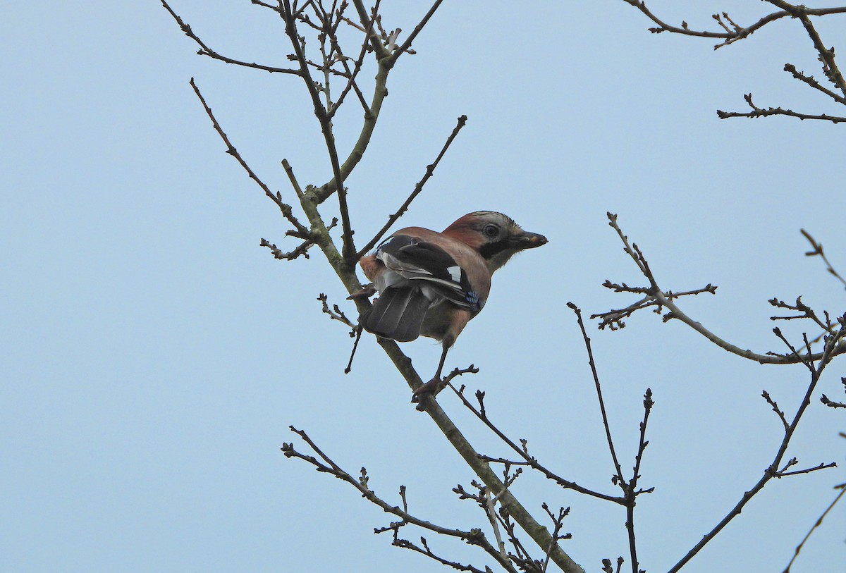 Ятга шаазгай - ML615913844