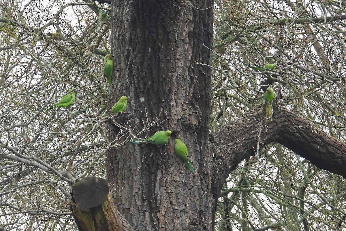 Rose-ringed Parakeet - ML615913849